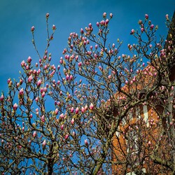 Bydgoskie magnolie 🌸 Już niedługo...