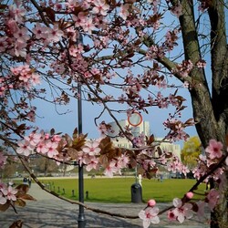 Wczesna wiosna w Bydgoszczy 🌺🌸
Spring has come...